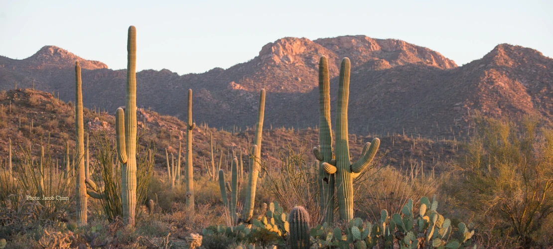 Desert landscape with saguaros and mountains