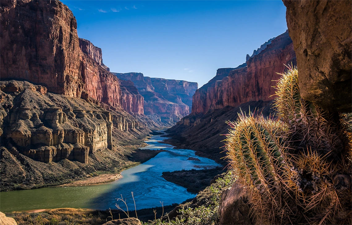 photo of the Colorado River flowing in the Grand Canyon with blue skies above and small cactus in the foreground